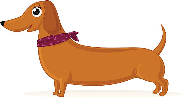 720+ Long Weiner Dog Stock Illustrations, Royalty-Free Vector Graphics