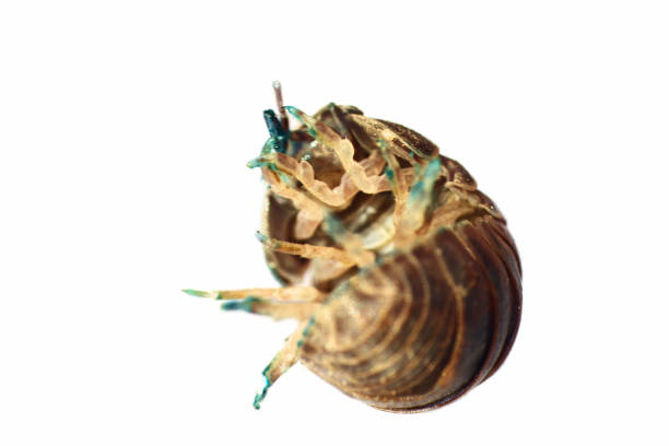 A tiny isopod crawls over damp soil and a rough wooden surface, highlighting macro texture and an earthy, natural mood. Ideal for nature, biology, and close-up nature scenes.