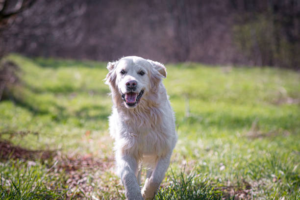 Happy running dog in a sunlit meadow. Large white purebred Retriever in motion. Happy face, adorable look. Selective focus on the details, blurred background.