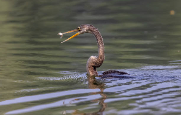 istock Oriental darter with fish catch 1363392098