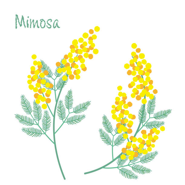 Simple mimosa (acacia) flower illustration It is an illustration of a simple mimosa (acacia) flower.
Vector data that is easy to edit. acacia tree stock illustrations