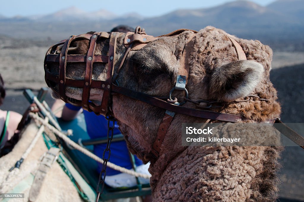 Dromedario excursión en isla de Lanzarote - Foto de stock de Aire libre libre de derechos