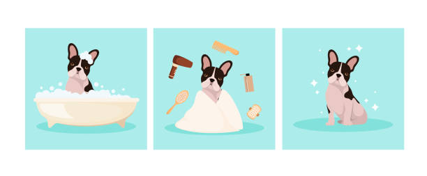 ilustraciones, imágenes clip art, dibujos animados e iconos de stock de divertidos lavados de bulldog francés - grooming