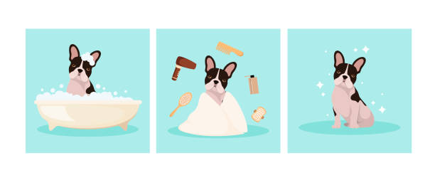 재미 프랑스어 불독 세서히 - pet grooming stock illustrations