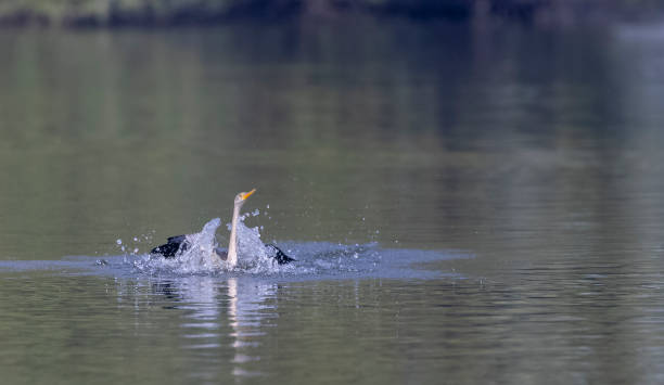 istock Oriental darter bird on water 1363394371