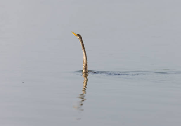 istock Oriental darter bird on water 1363394569