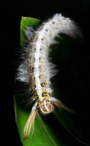 istock Hairy Caterpillar climbing green leaf - animal behavior. 1363394683