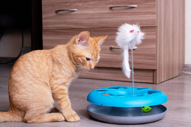 istock Ginger kitten playing with a cat toy 1363395396