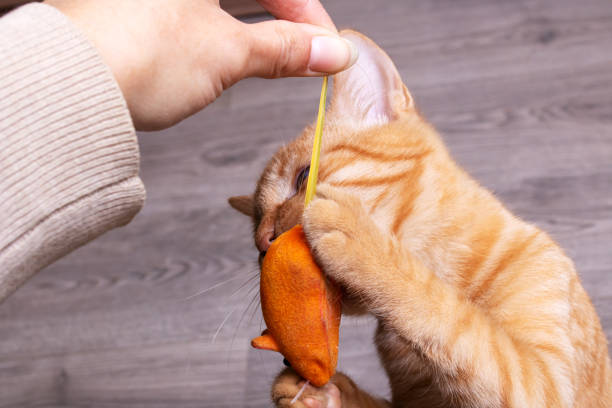 istock Ginger kitten playing with a cat toy 1363395605