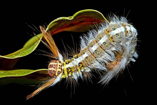 istock Hairy Caterpillar climbing dried leaf - black background. 1363395623