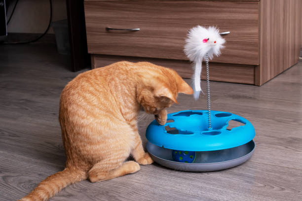 istock Ginger kitten playing with a cat toy 1363395667