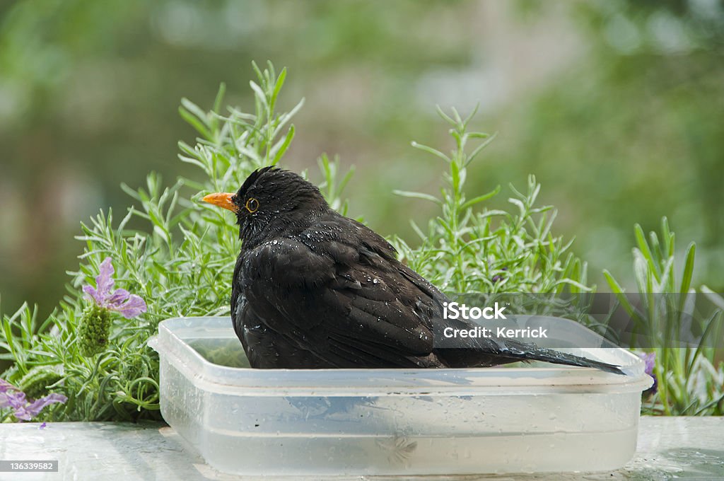 Baden blackbird - Lizenzfrei Badewanne Stock-Foto