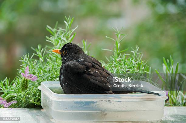 Baden Blackbird Stockfoto und mehr Bilder von Badewanne - Badewanne, Einzelnes Tier, Entspannung