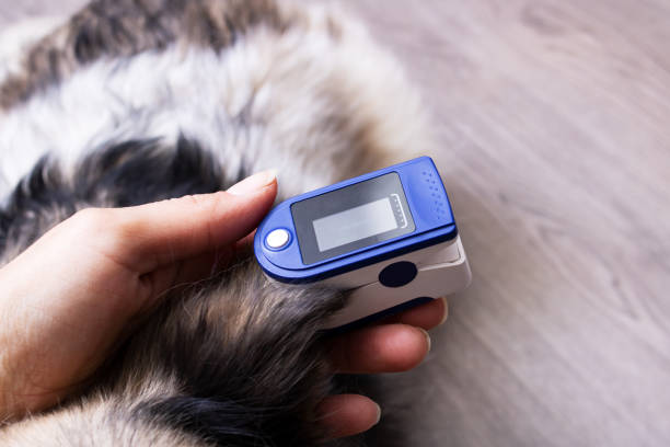 istock Pulse oximeter on dog's ear, veterinary examination 1363396210