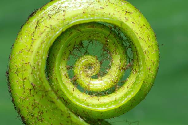 Curve Bird nest Fern leaf .