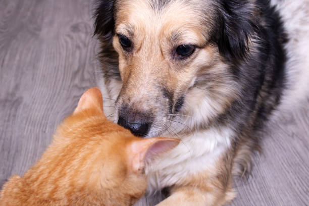 istock Gray dog and dinger cat close up 1363396344