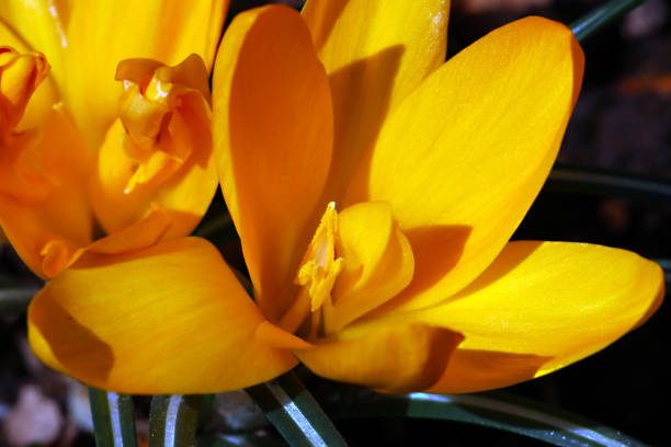 Dark yellow colored Crocus flower macro photo stock photo