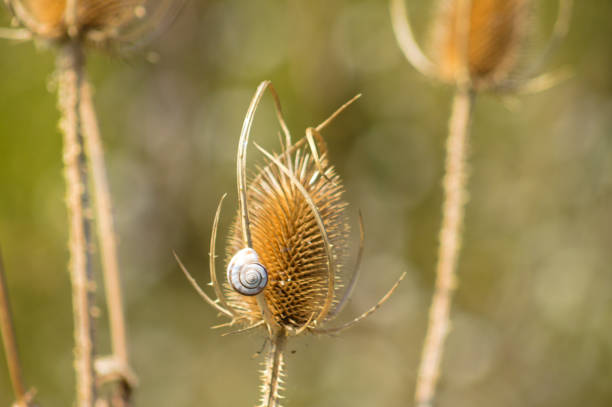 Small snail on wild teasel brown seed close-up view with blurred background