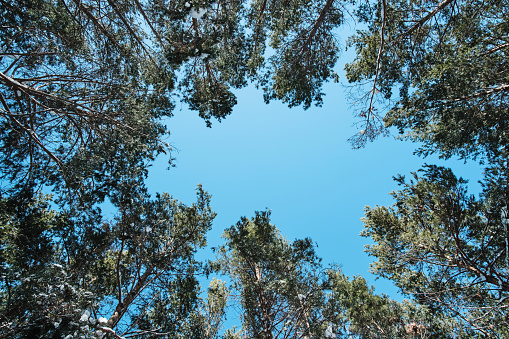 View from below, tops of tall trees of pine forest and blue sky. Background, trees stretch to sky.Natural National Park.