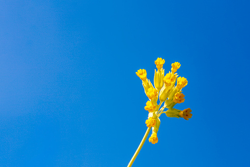 Blooming Cowslip flower against a blue sky