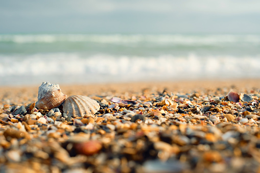 Sea shells with sand beach. Spring photography of seashells on the beach with turquoise sea backdrop and free space for your decoration or text. selective focus.