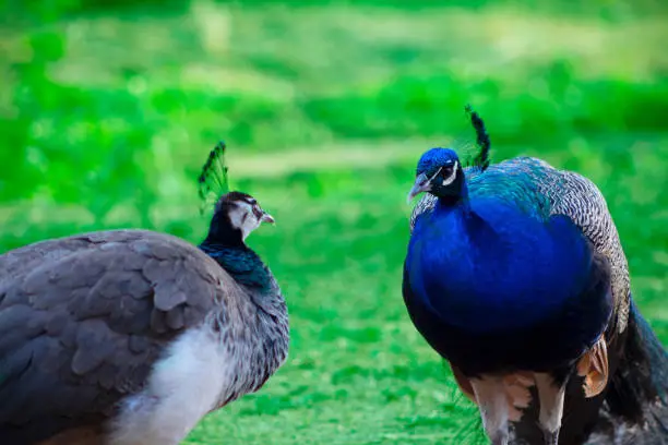 Photo of Wild african animal. Two cute peacocks; male and female, looking at each other lovingly on a blur background.