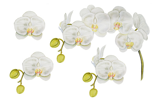 White branch of Phalaenopsis orchid watercolor drawn set. Botanical illustration of white flowers and buds on a white background. For wreaths, cards, prints, invitations, business cards and design