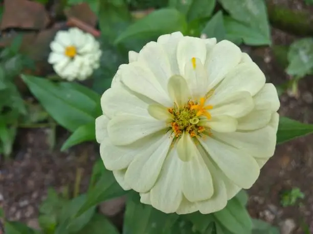 Closeup white flowers blossom in garden.flower head blooming in spring season