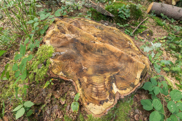 A stump of a tree after cutting in the forest. Deforestation concept