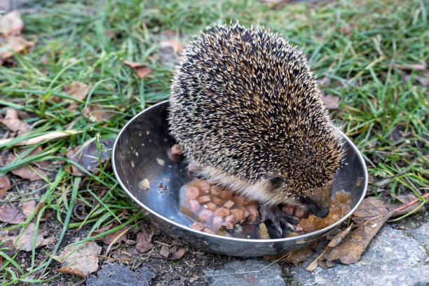 Hedgehog, Scientific name: Erinaceus Europaeus. Wild, native, European hedgehog feeding on cat food in a bowl.