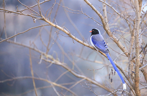 Bluebird Sitting on a Branch