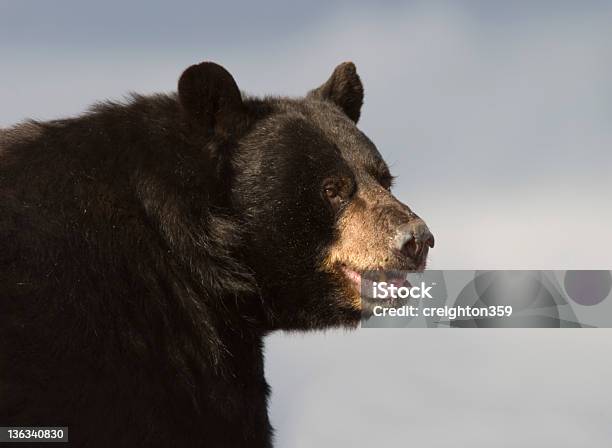 Orso Nero In Galoppolabrador - Fotografie stock e altre immagini di Animale - Animale, Ansimare - Comportamento animale, Cacciare