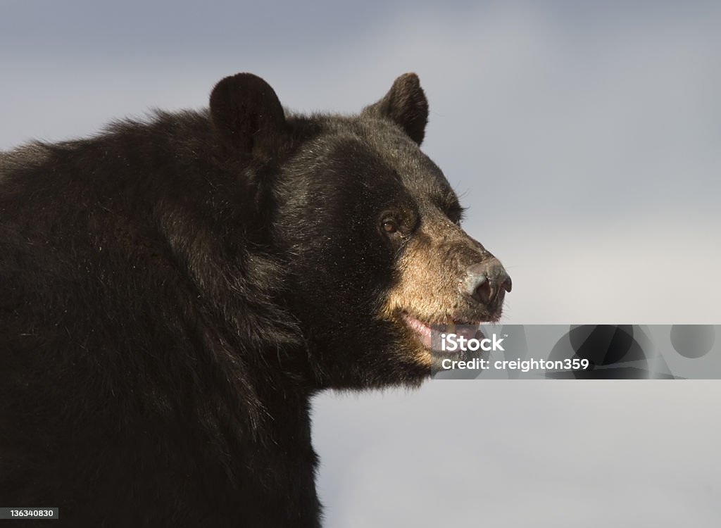 Niedźwiedź czarny w naturze-Labrador - Zbiór zdjęć royalty-free (Baribal)