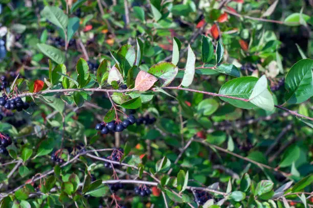 chokeberry fruits on the bushes, in summer