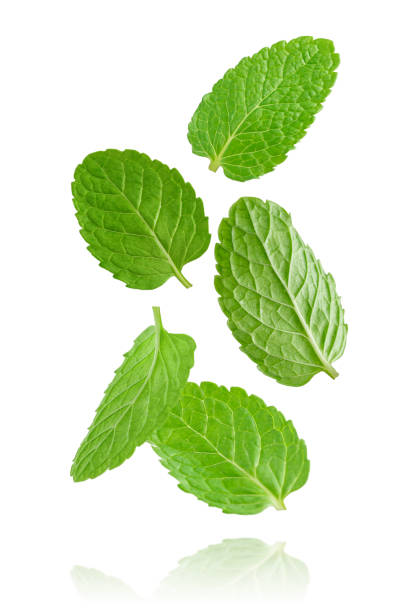 istock Flying mint leaves isolated on white background. 1363408974