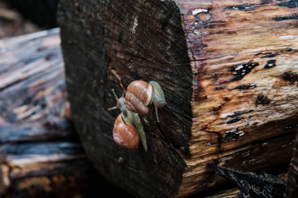 small and slimy garden snails crawling on an old piece of wood at a very slow pace