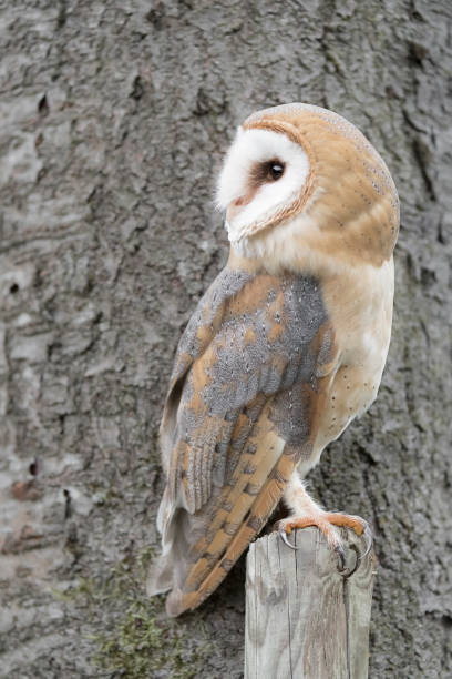 istock The most silent predator of the Heart!(Tyto alba) 1363408985