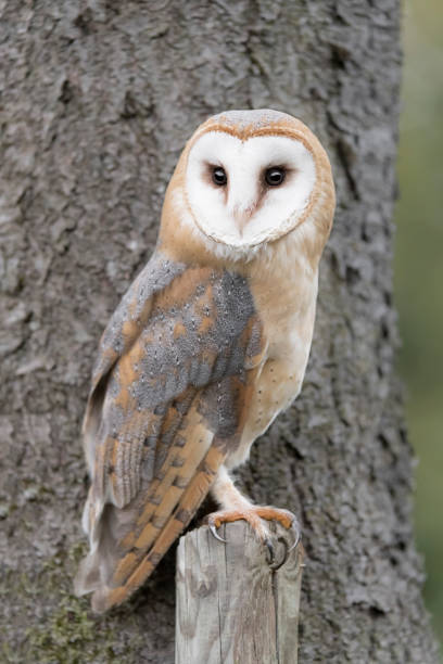 완벽한 육식 동물, 헛간 올빼미 (타이토 알바)와 얼굴을 맞대고 - barn owl 뉴스 사진 이미지