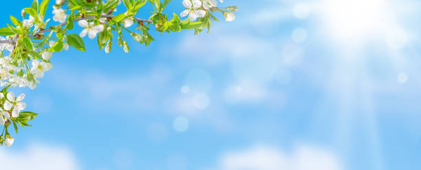 istock Spring background of cherry tree blossom on blue sky. Copy space, selective focus. 1363409053
