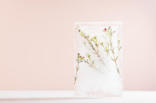 Delicate soft white sakura flowers on green branch frozen in ice block on light pastel pink wall, wood table as abstract spring elegant floral backdrop, frozen flowers background, copy space.