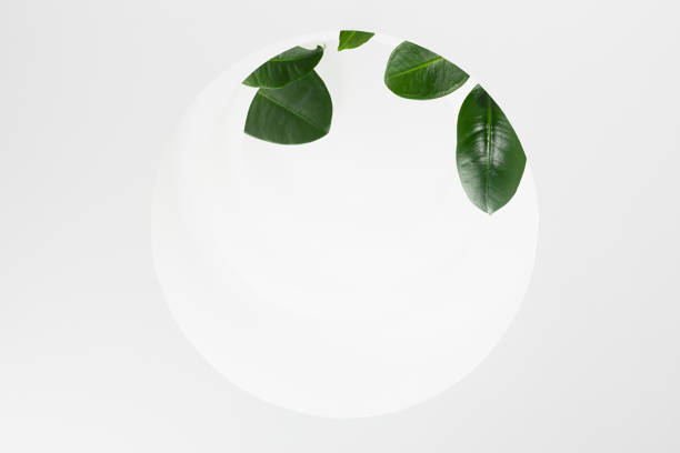 istock White round frame with glossy green leaves, shadows, sunlight, stage mockup for presentation cosmetic product, design, advertising in fresh natural vacation eco style, copy space. 1363410471