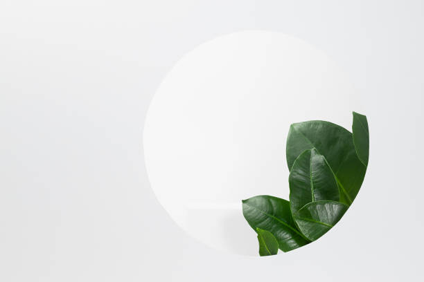 istock Spring abstract fresh tropical holiday stage mockup for presentation cosmetic product, goods, design, advertising with soft light white podium, round frame, green exotic natural foliage, copy space. 1363410516
