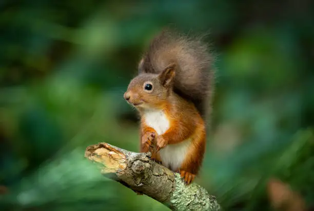 Photo of Red squirrel looking around
