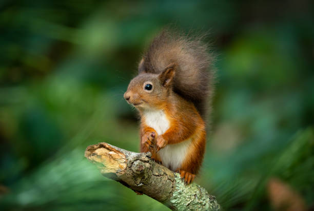 esquilo vermelho olhando ao redor - curious squirrel - fotografias e filmes do acervo