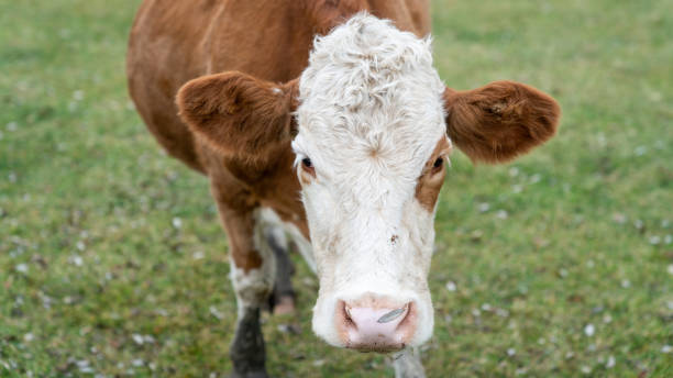 istock Cow looking at the camera behind a chain link fence 1363412522