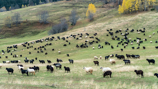 Flock of sheep on the beautiful mountain meadow, in eastern Turkey