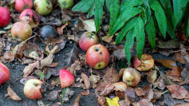 istock Fallen apples from an apple tree laying on the ground. 1363413230