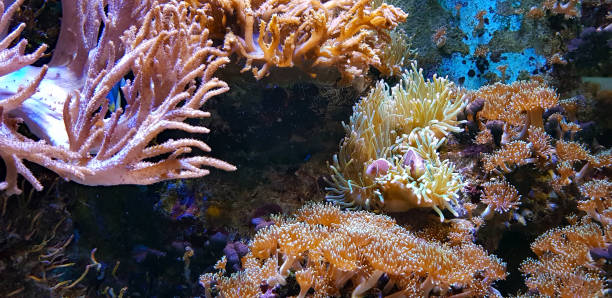 istock Coral reef aquarium with awesome tropical fish 1363413297