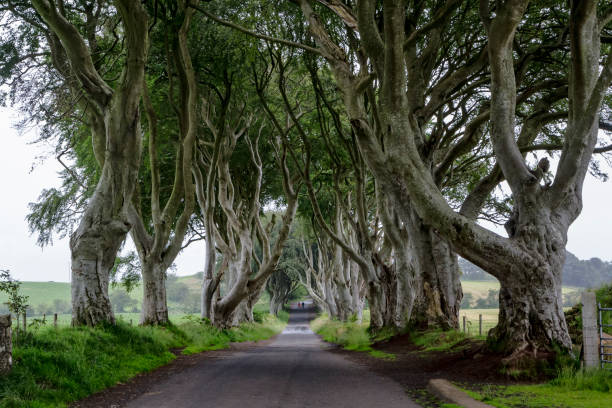 istock The old trees in the countryside 1363413408
