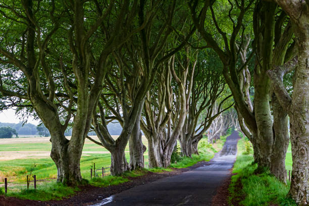 istock The old trees in the countryside 1363413428
